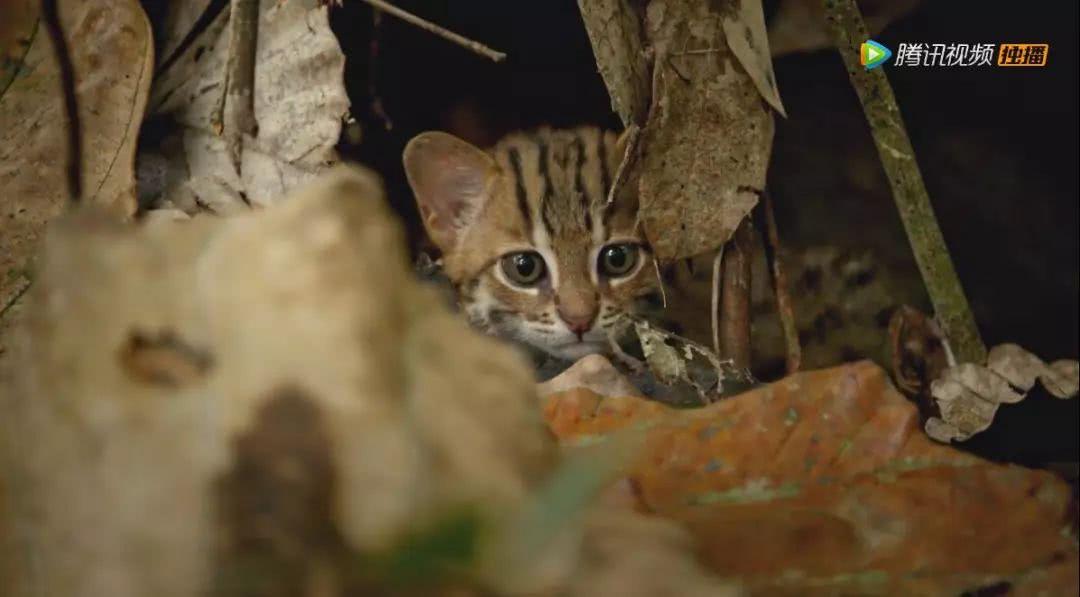 探索猫片最新网站，一个充满乐趣与惊喜的在线平台