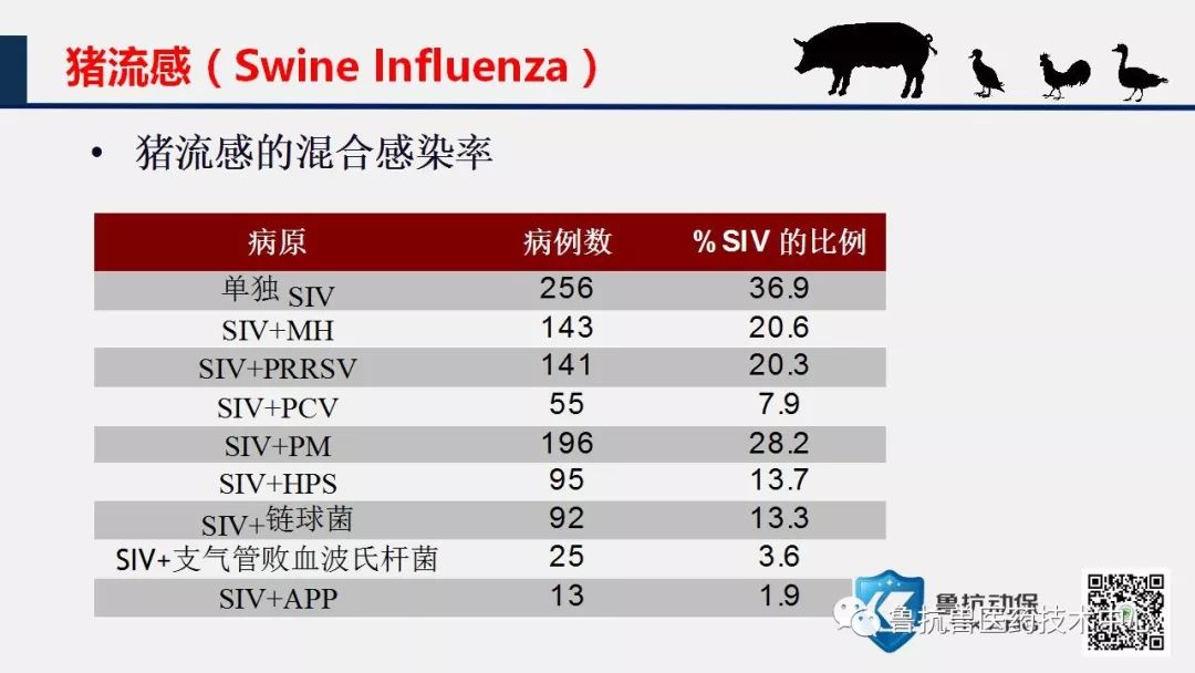 最新型猪流感的全面解析