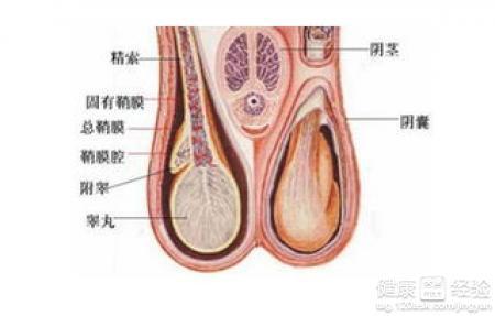 睾丸最新消息，健康知识普及与医学进展